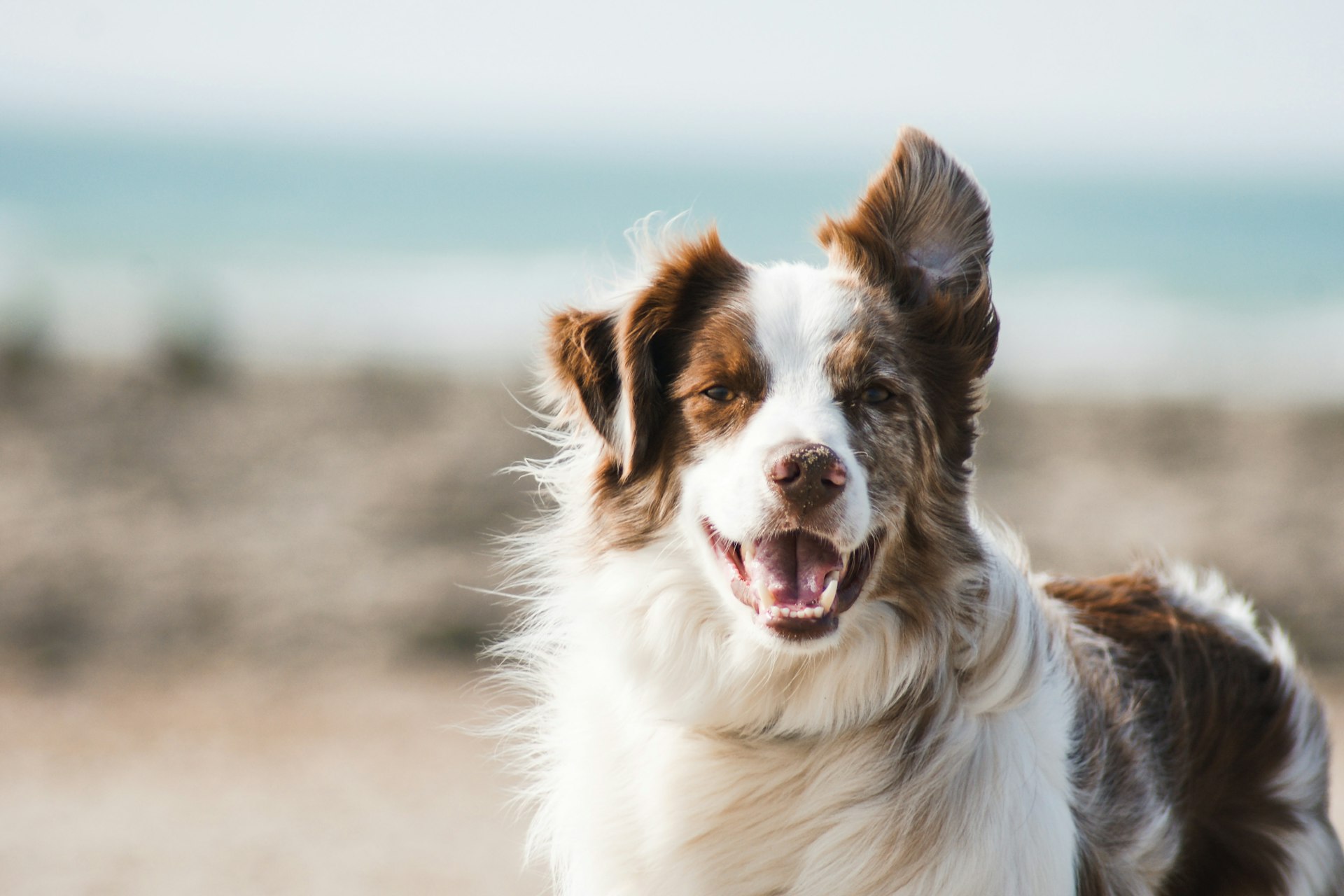 Ein Border Collie am Strand